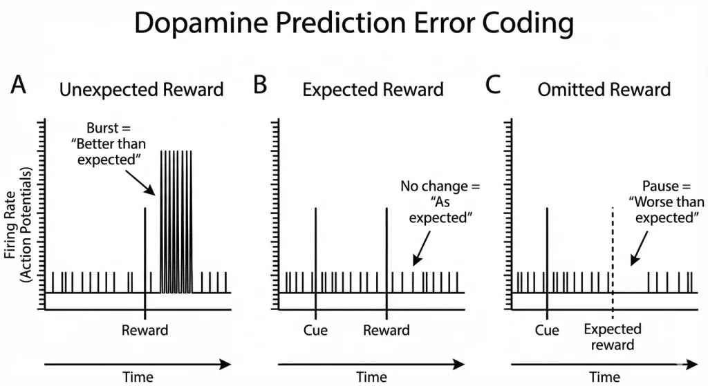 Dopamine prediction error signalling. Dopamine neurons do not simply respond to rewards—they encode 